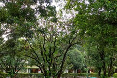 Maya The Forest Resort