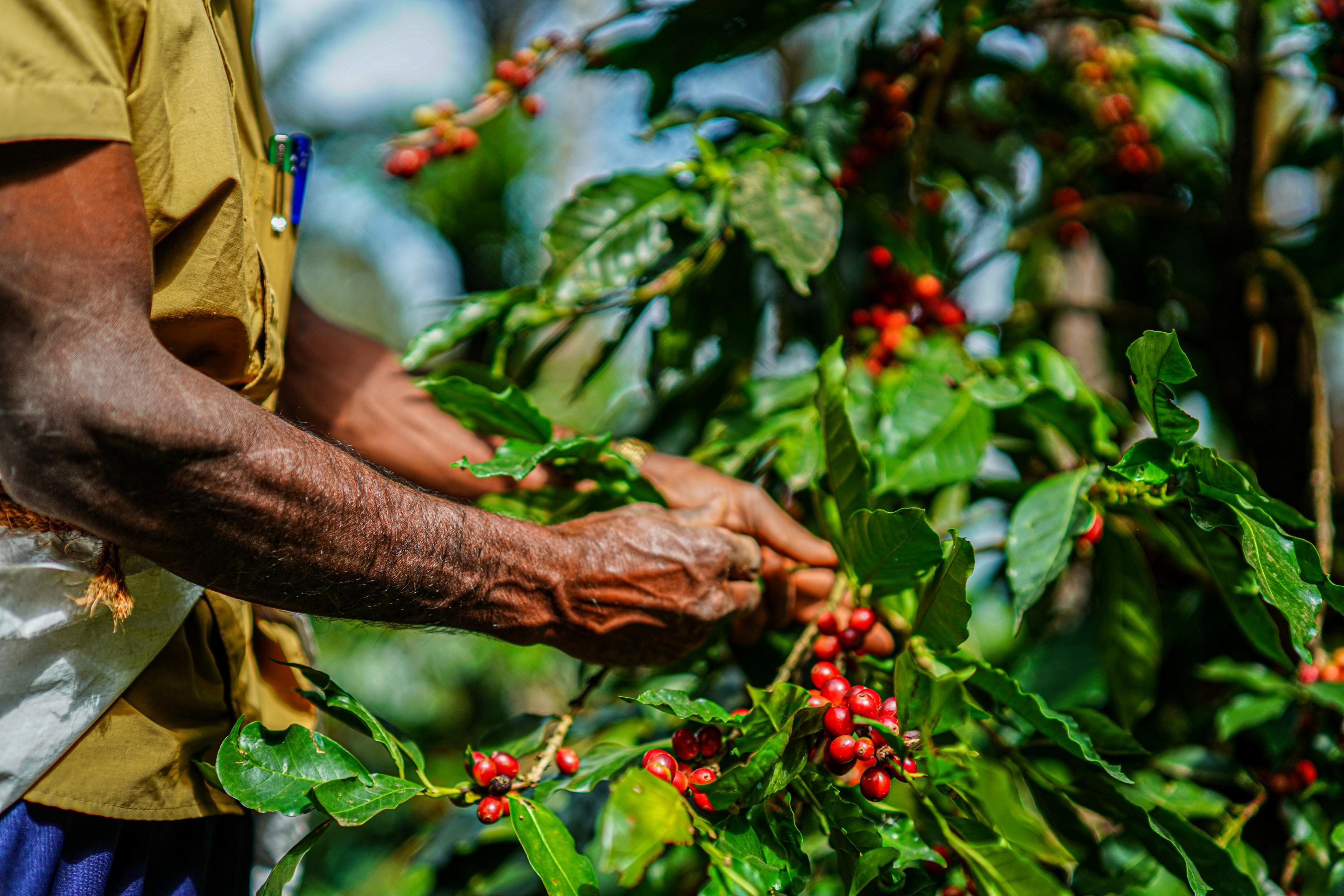 Tat Tvam Asi Organic Farm Stay