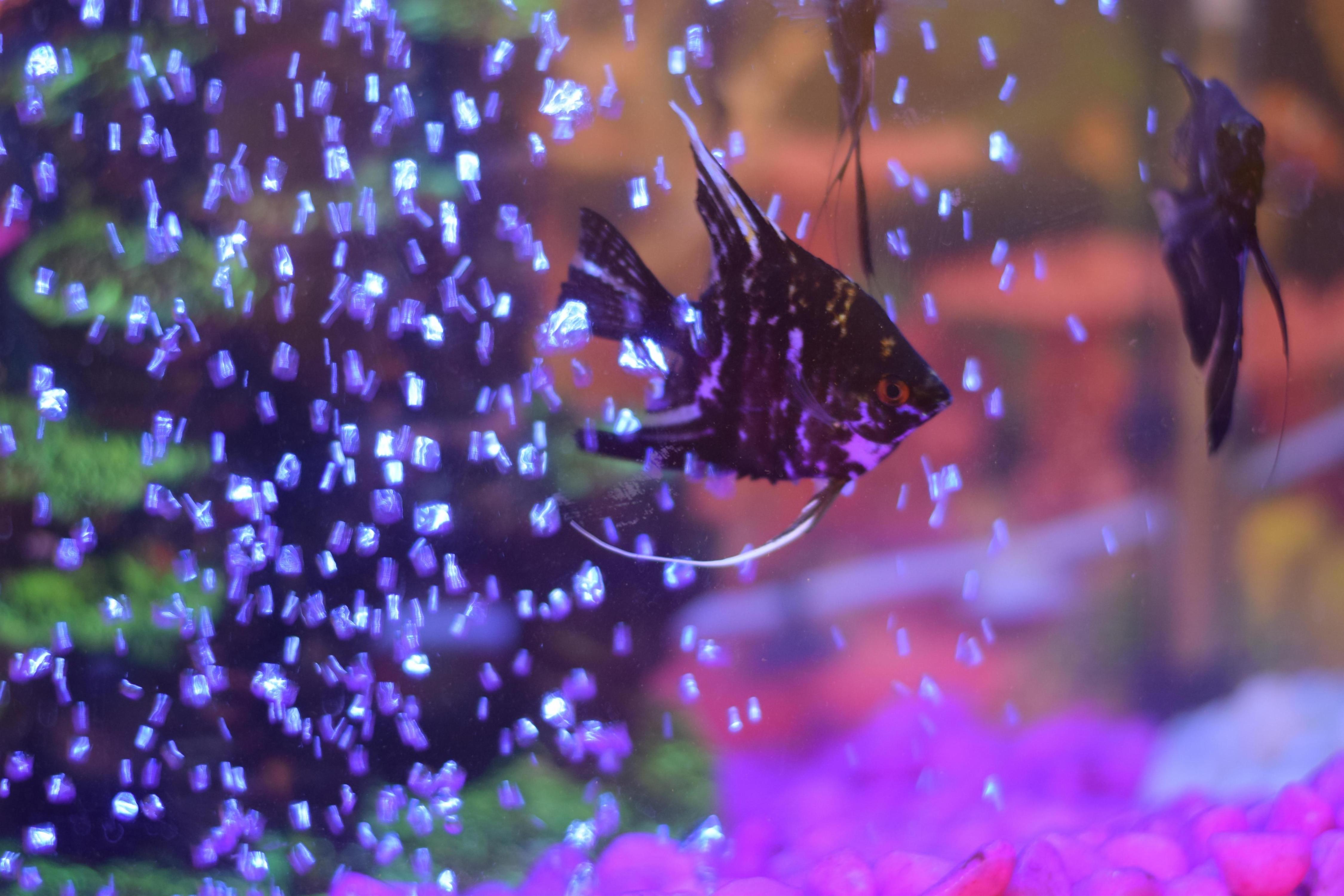 Hotel Chandrakala Regency 300 meters from Dhanbad Railway