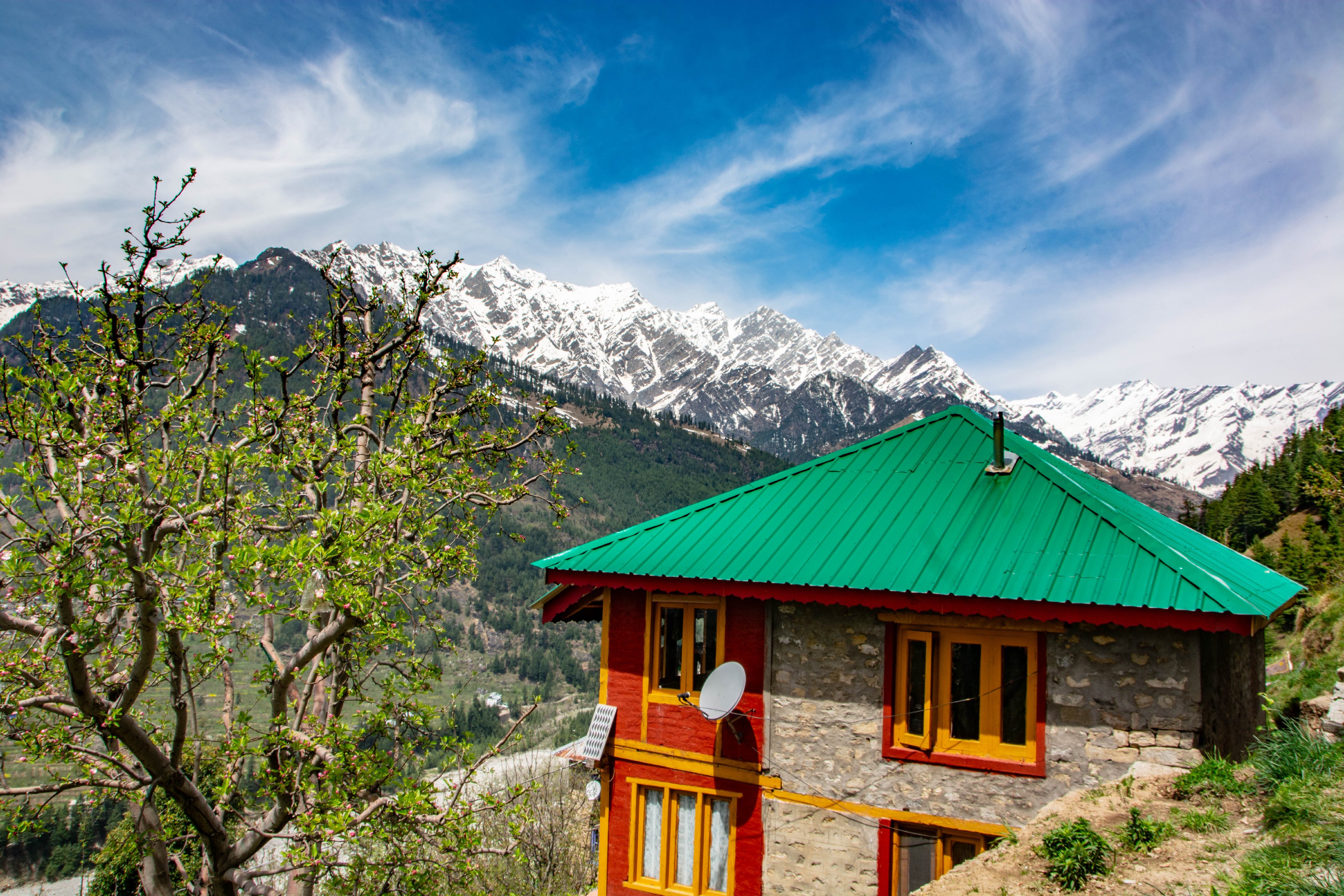 Himalayan Wood peker - Tap to explore photos