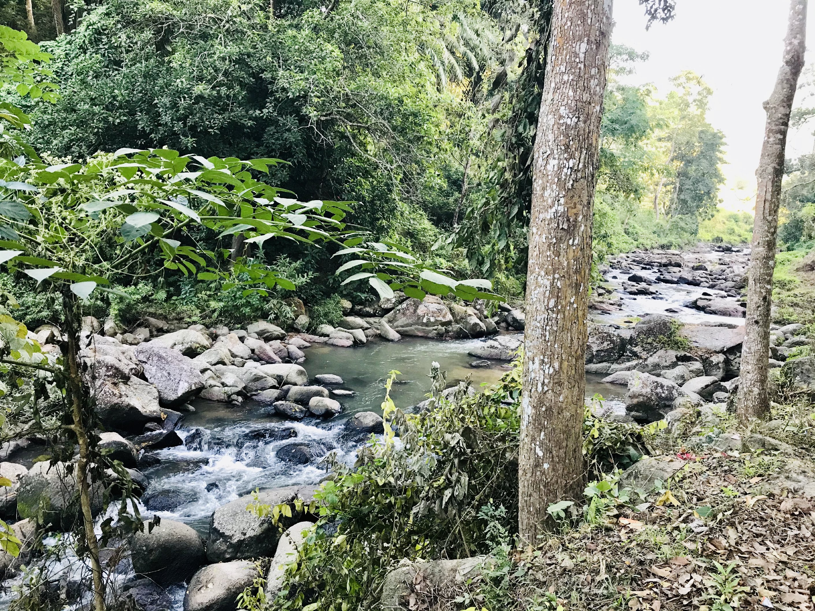 Shoolin Woods,kaziranga - Tap to explore photos