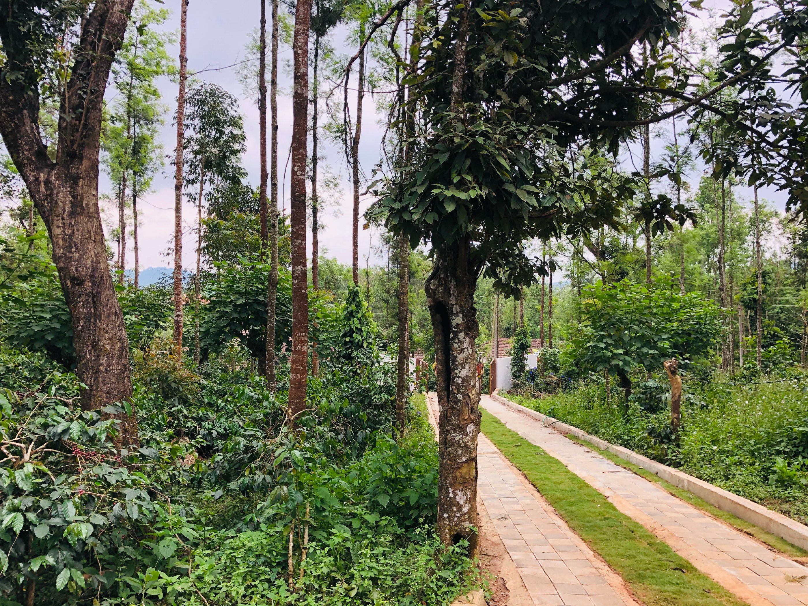 Silver Springs Homestay | Rooms & Pool - Tap to explore photos