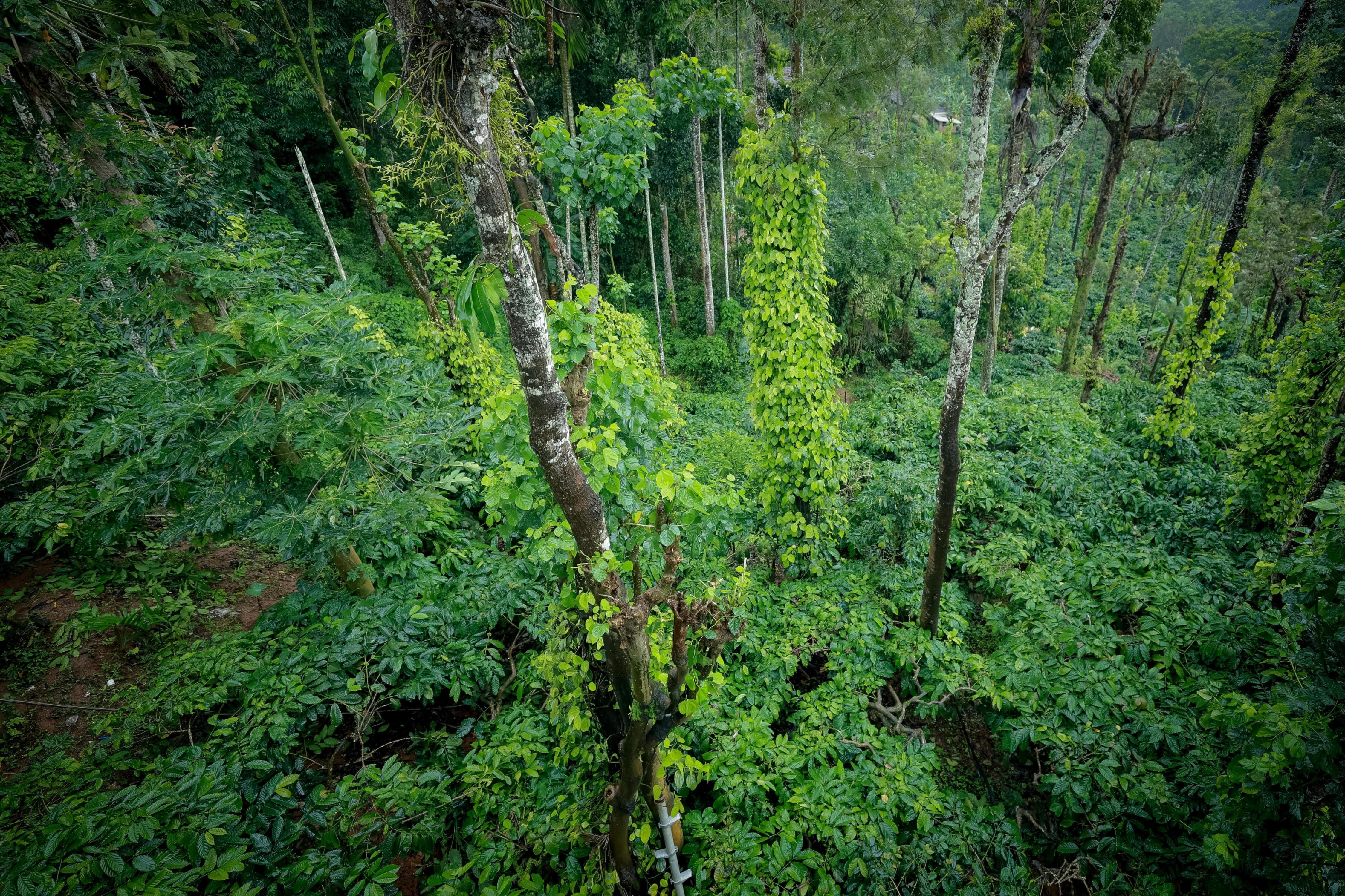 Coorg Sana Riverside Room Type - Deluxe Double Room with Balcony