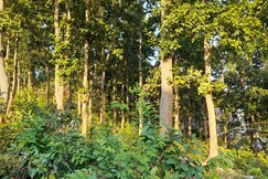 Photos of Similipal Eco Retreat