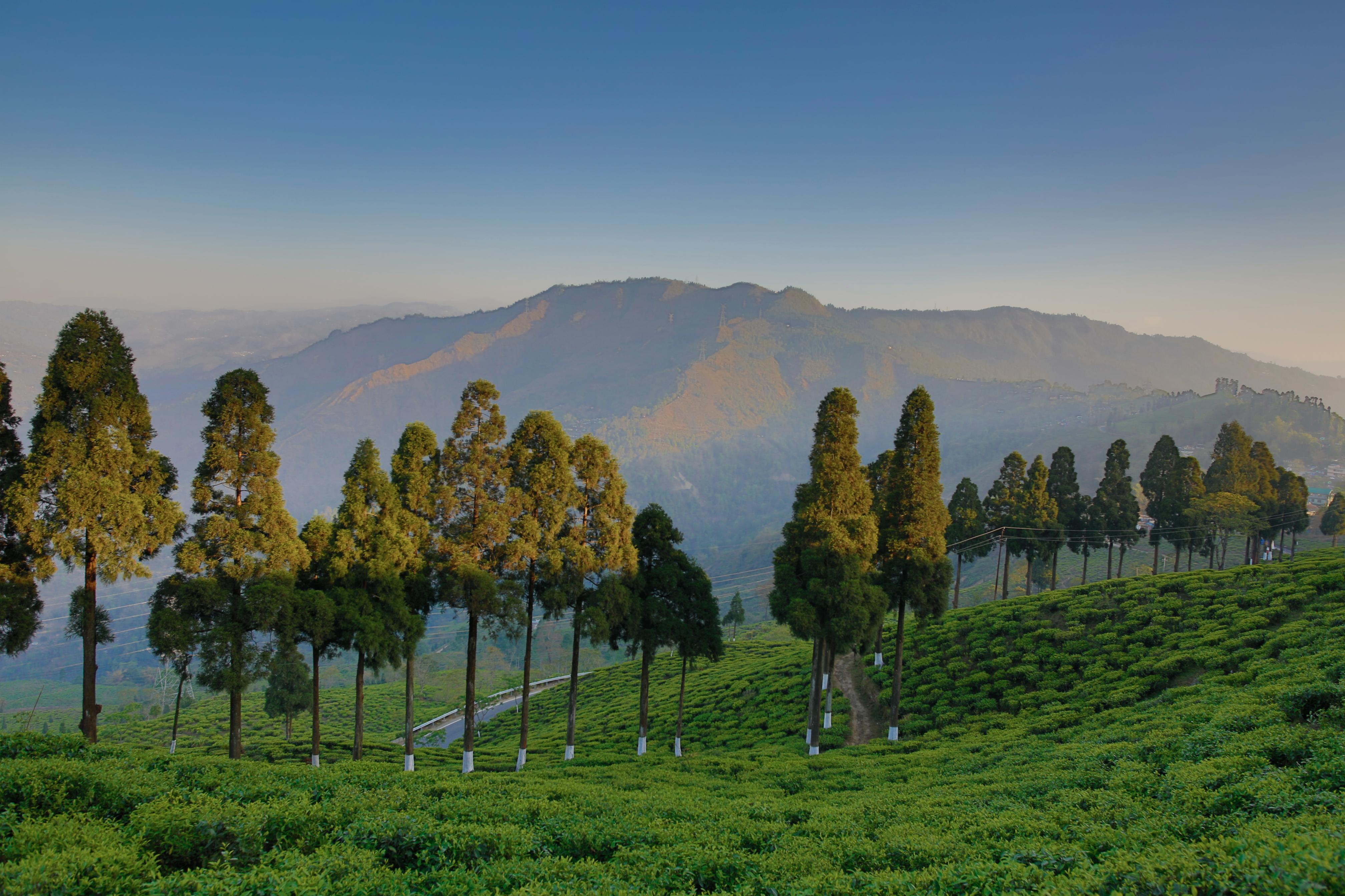 Sourenee Tea Estate & Boutique Resort - Tap to explore photos