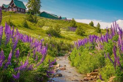 Gulmarg Woods by Stay Pattern - Gondola