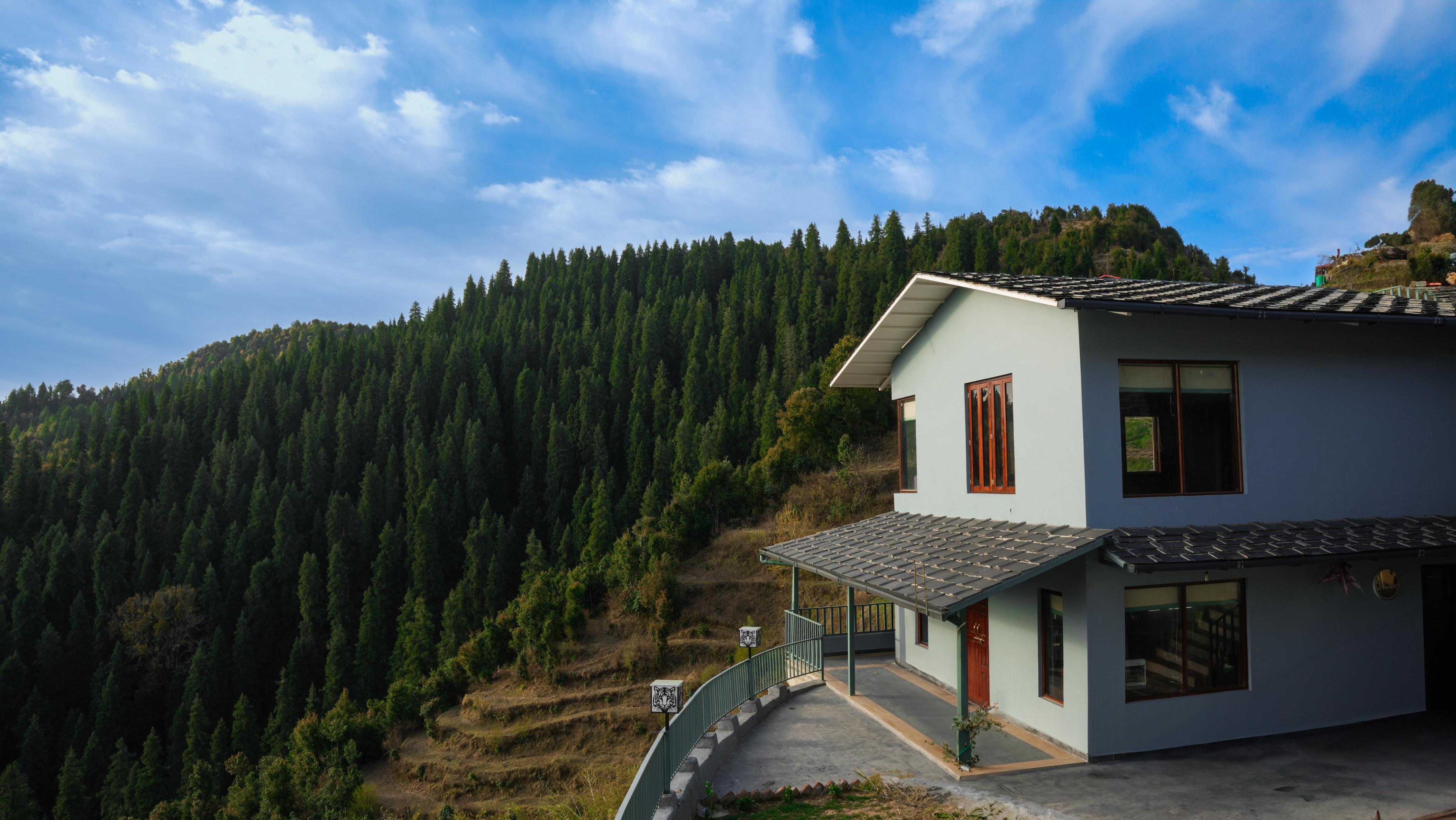 The Himalayan Deodar