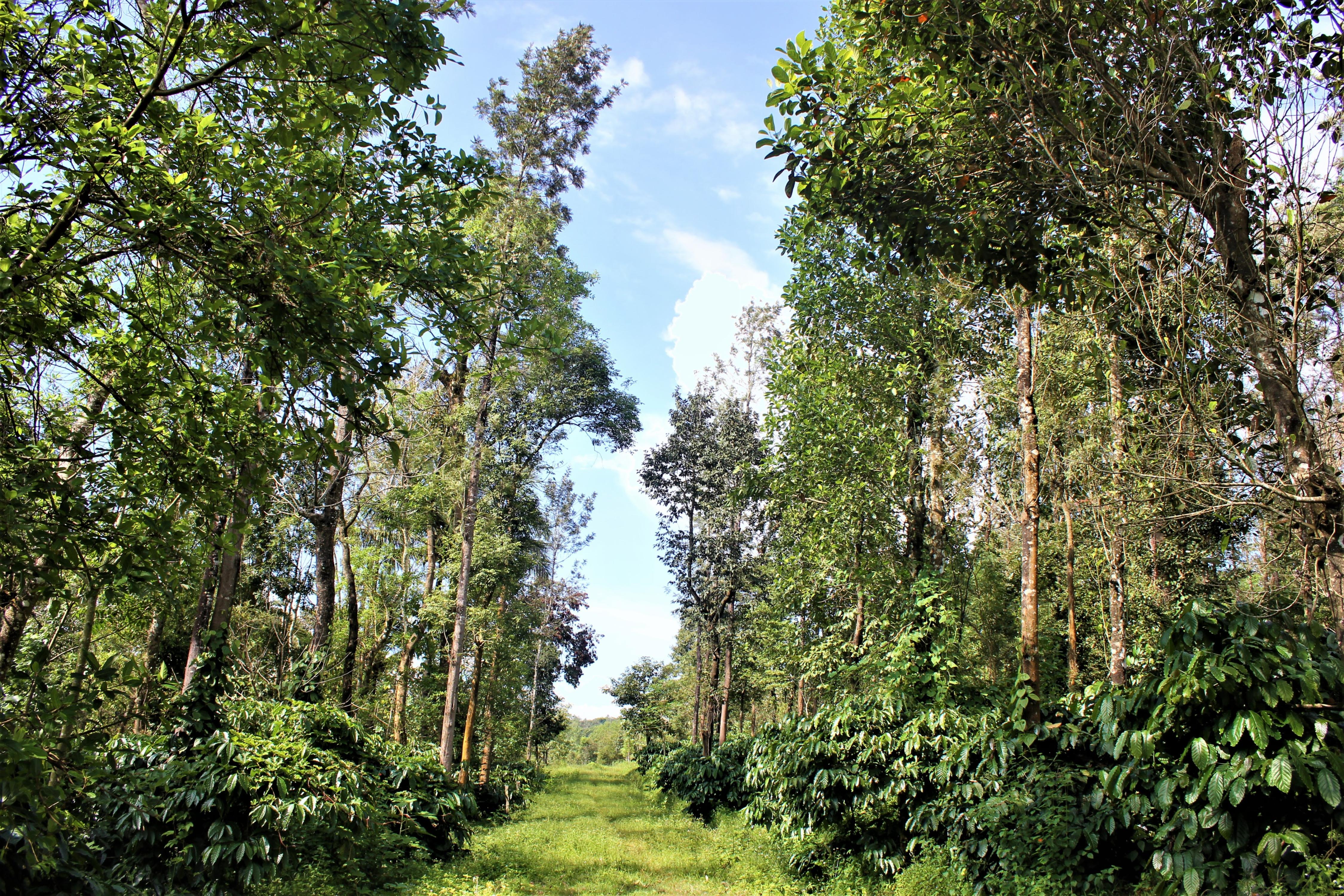 Nikhara Estate and Resort Sakleshpura