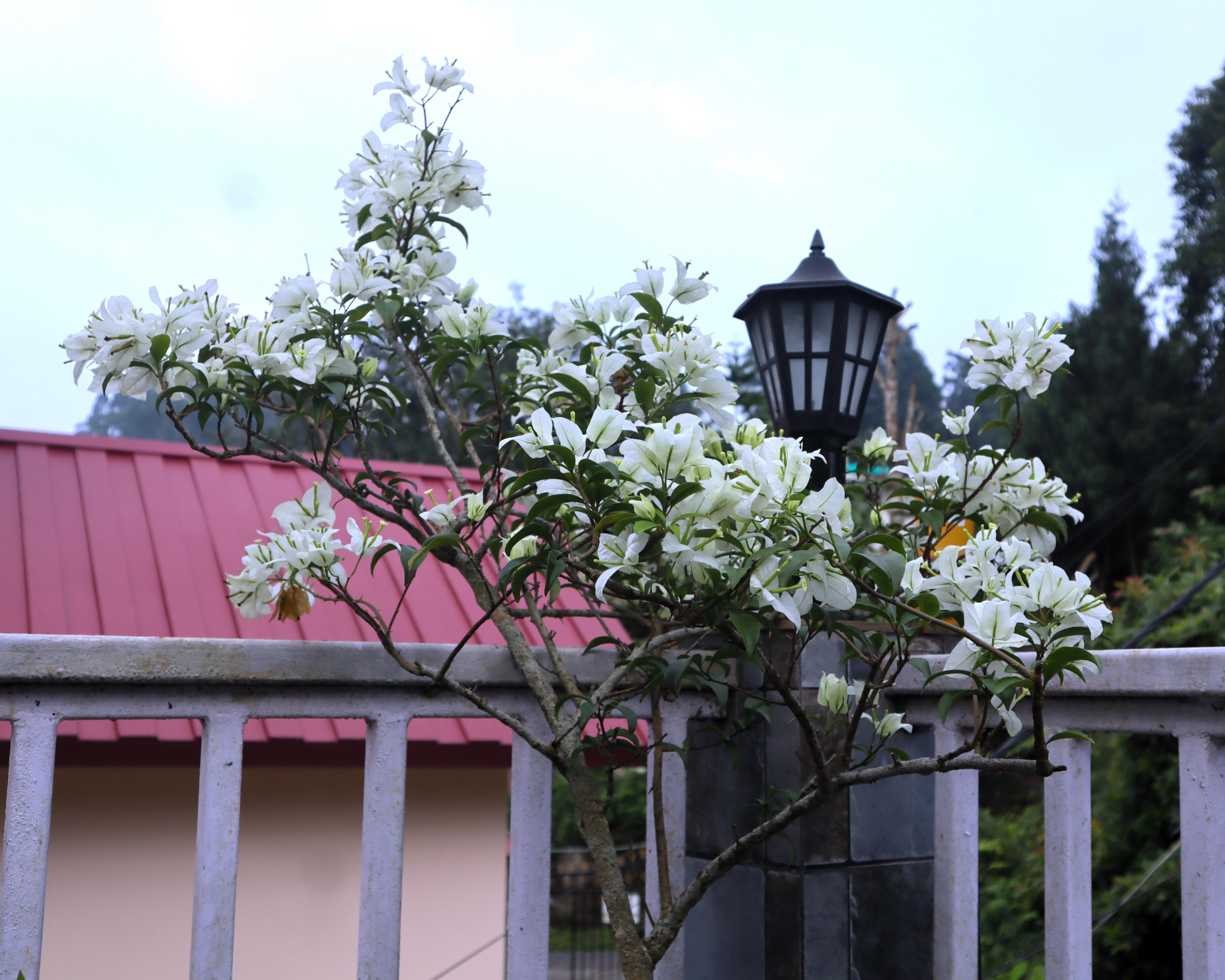 The Scarlett Homestay - Tap to explore photos