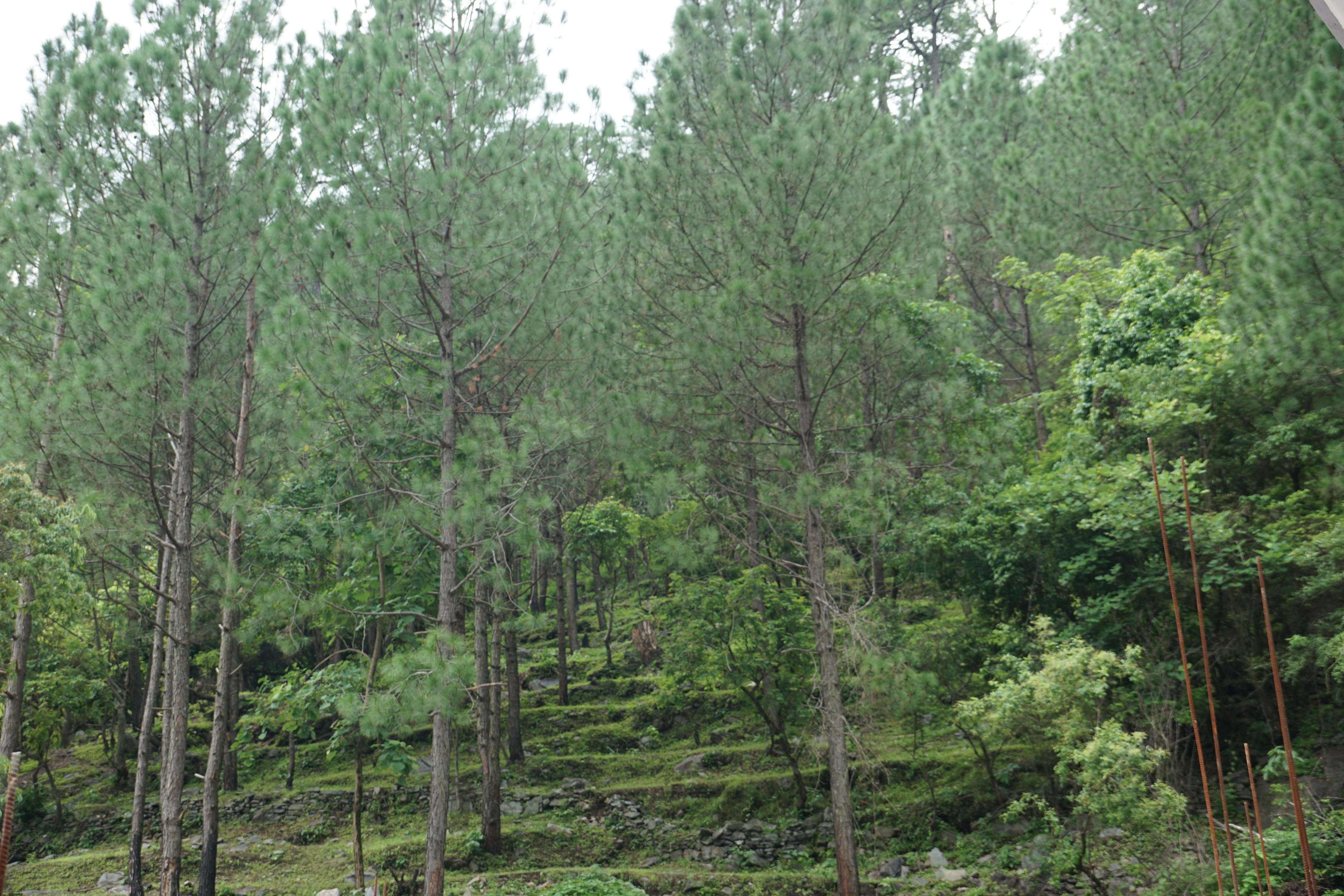 Maulyar Forest Resort - Tap to explore photos