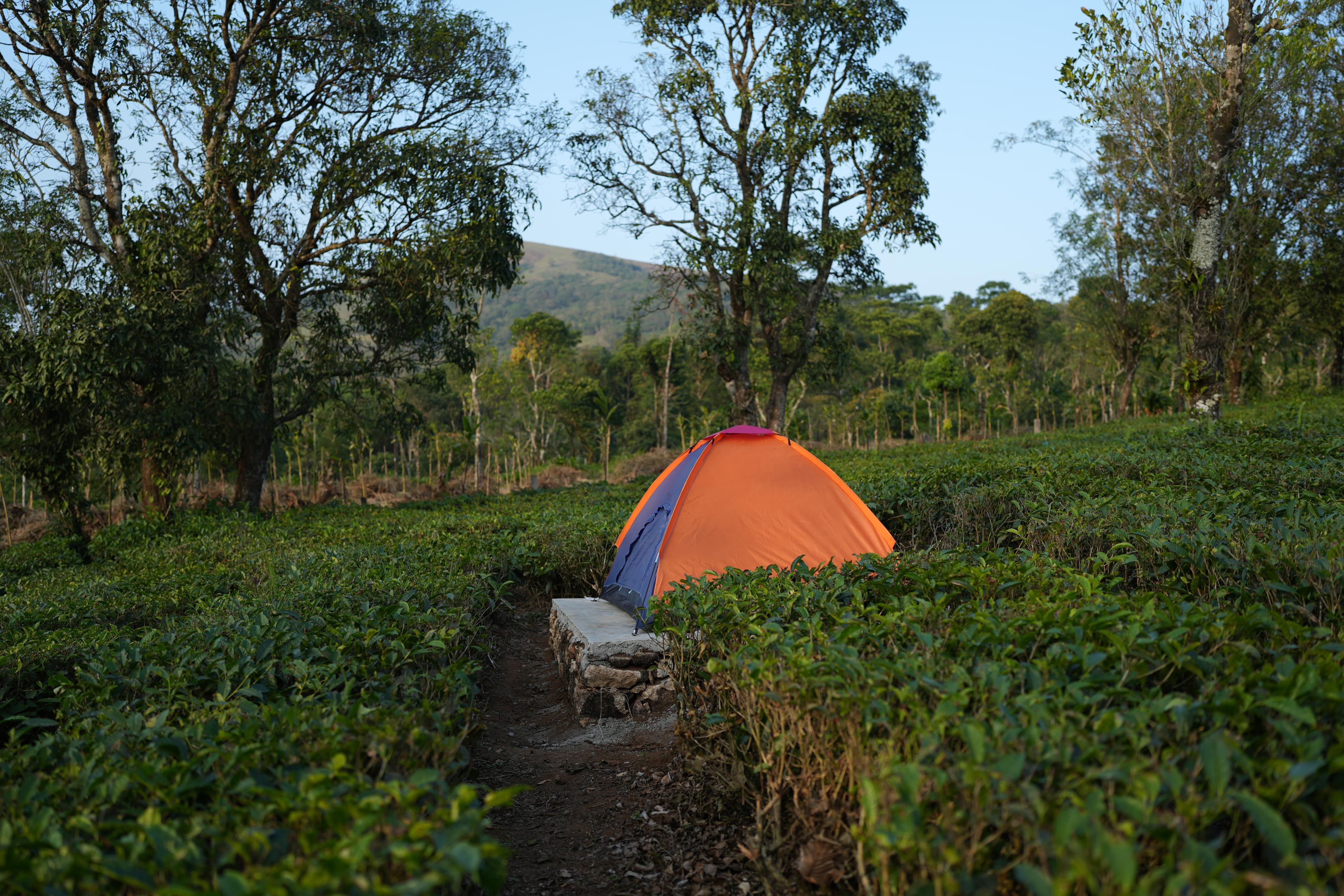 Aura Tree House Tent 1 Room Type - Tent 3