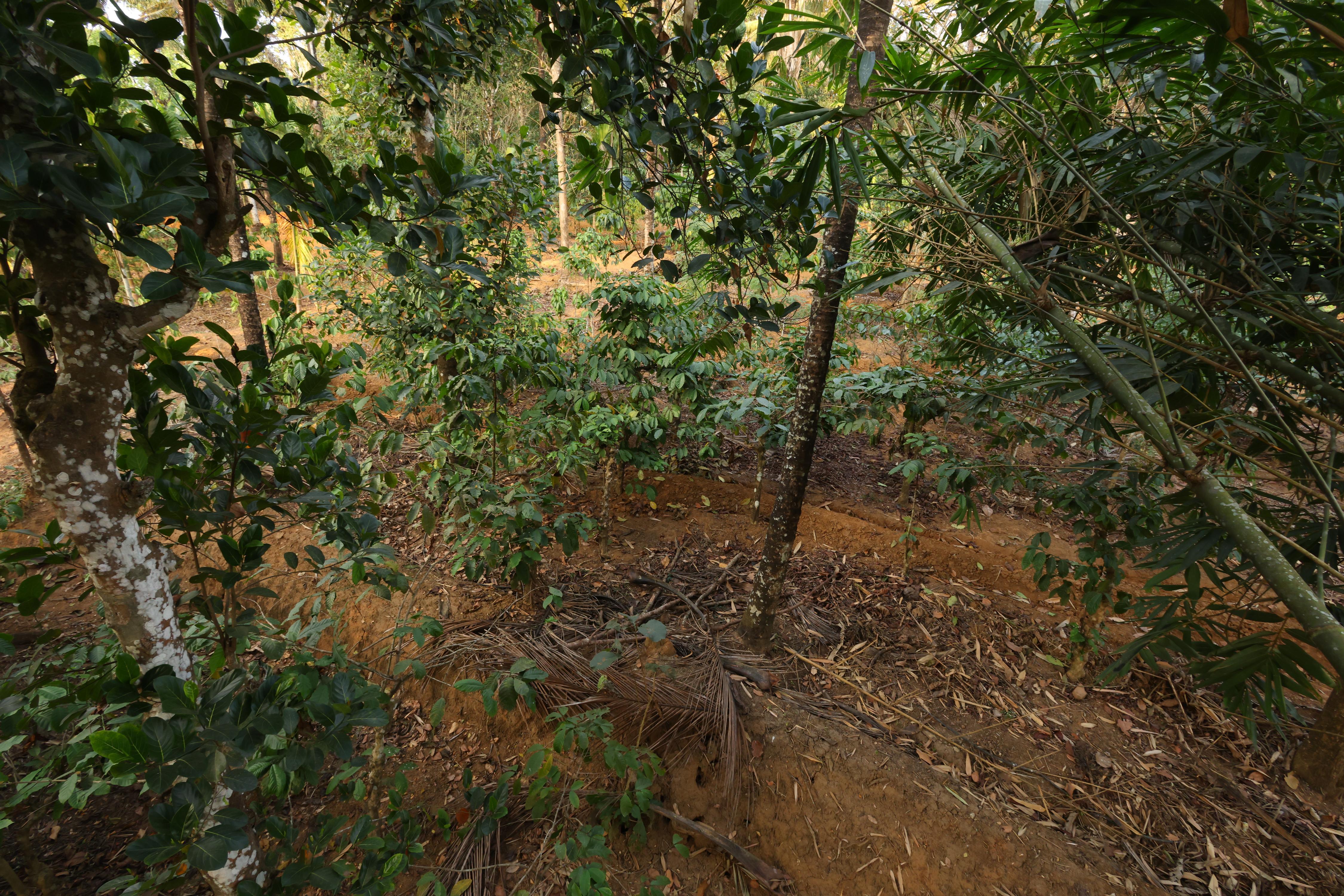 Vayuvana Heritage Organic Farm Resort - Tap to explore photos