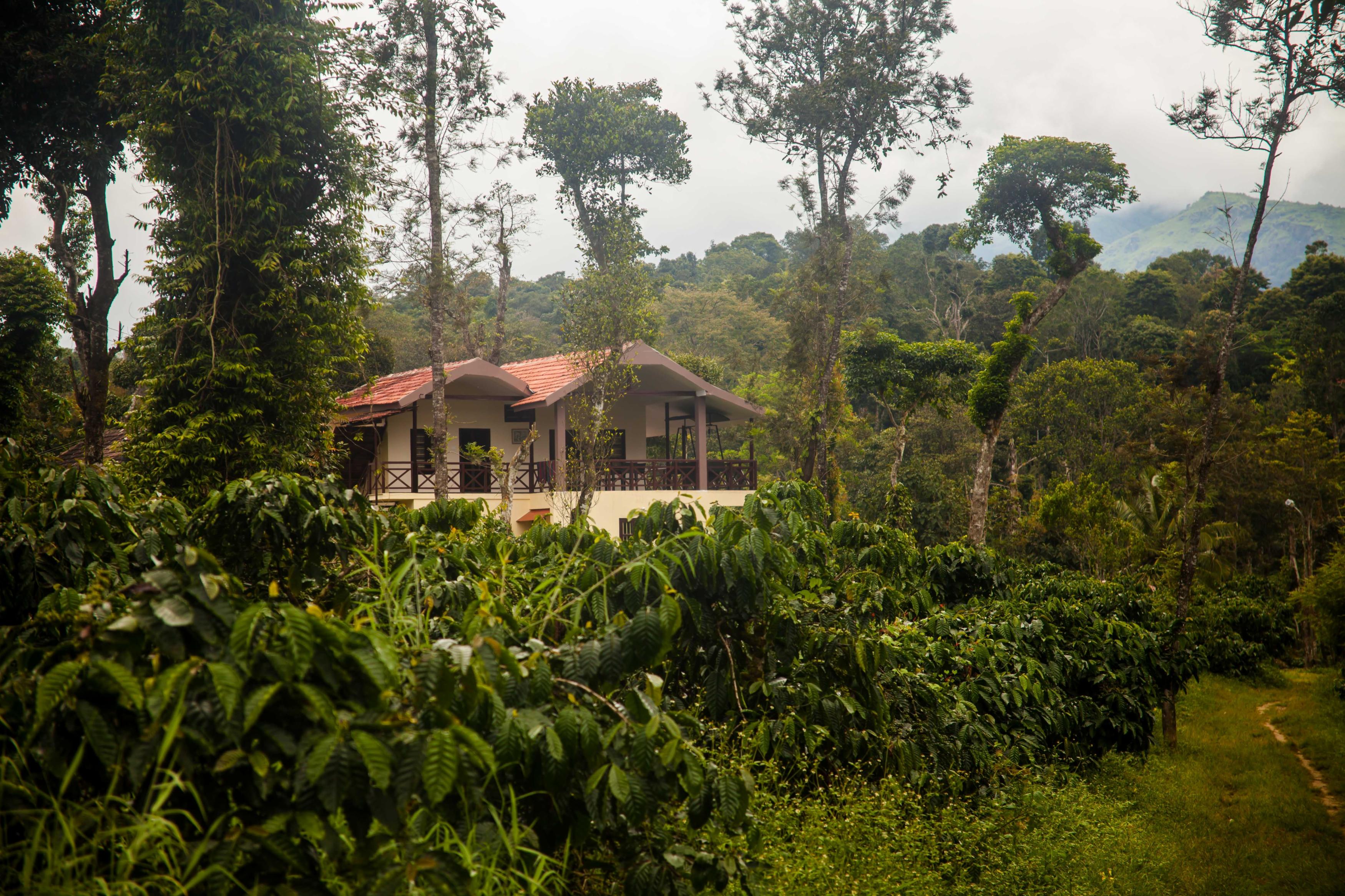 Wander with your buddies in a coffee plantation